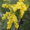 Acacia Dealbata Gaulois Astier GREFFE - Mimosa Des Fleuristes -Jardin Soldes Acacia dealbata Gaulois Astier GREFFE 85885 1