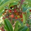 Arbutus Andrachne - Arbousier De Chypre 2 Arbutus Andrachne - Arbousier De Chypre -Jardin Soldes Arbutus andrachne 83945 1