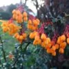 Berberis Lologensis Apricot Queen - Epine-vinette. 1 Berberis Lologensis Apricot Queen - Epine-vinette. -Jardin Soldes Berberis lologensis Apricot Queen 83956 1