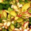 Berberis Thunbergii Limoncello - Epine-vinette -Jardin Soldes Berberis thunbergii Limoncello 87377 1
