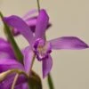Bletilla Striata Soryu Blue Dragon - Orchidée Jacinthe Bleue -Jardin Soldes Bletilla striata Soryu V 5034 1