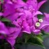 Bougainvillier Violet De Mèze 2 Bougainvillier Violet De Mèze -Jardin Soldes Bougainvillea spectoglabra Violet de meze 83235 1