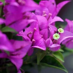 Bougainvillier Violet De Mèze