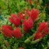 Callistemon (x) Laevis -Jardin Soldes Callistemon x laevis 83242 1