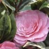 Camélia Classique - Camellia Kerguelen -Jardin Soldes Camellia Kerguelen 781711 1