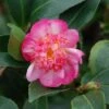 Camélia D'automne - Camellia Sasanqua Choji Guruma 1 Camélia D'automne - Camellia Sasanqua Choji Guruma -Jardin Soldes Camellia sasanqua Choji Guruma 0566002 1