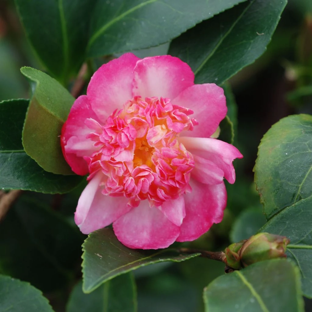 Camélia D'automne - Camellia Sasanqua Choji Guruma 3 Camélia D'automne - Camellia Sasanqua Choji Guruma