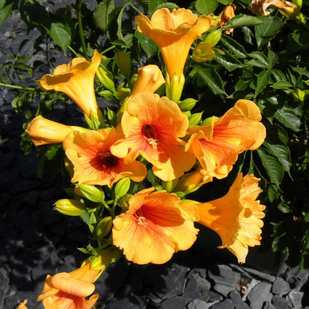 Jardin Soldes -Jardin Soldes Campsis radicans Summer Jazz Gold 84460 1
