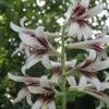 Cardiocrinum Giganteum - Lis Géant De L'Himalaya -Jardin Soldes Cardiocrinum giganteum 82943 1