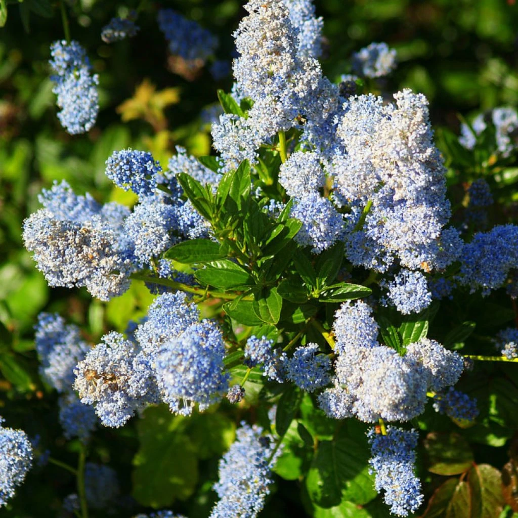 Jardin Soldes 9 Jardin Soldes -Jardin Soldes Ceanothus arboreus Concha 82192 1
