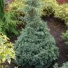 Cyprès Sawara - Chamaecyparis Pisifera Baby Blue -Jardin Soldes Chamaecyparis pisifera Baby Blue 0638002 1