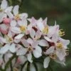 Choisya Apple Blossom - Oranger Du Mexique -Jardin Soldes Choisya Apple Blossom 83552 1