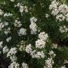 Choisya Ternata Snow Flurries - Oranger Du Mexique 2 Choisya Ternata Snow Flurries - Oranger Du Mexique -Jardin Soldes Choisya ternata Snow Flurries 83997 1