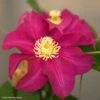 Clématite - Clematis SUCCESS Magenta -Jardin Soldes Clematis SUCCESS Magenta Tra73 84882 1