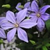 Clématite - Clematis Sugar Sweet (Scented Clem) -Jardin Soldes Clematis Scented Clem 83898 3