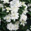 Clématite - Clematis Diversifolia White Arabella -Jardin Soldes Clematis diversifolia White Arabella 89513 1