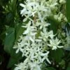Clématite - Clematis Armandii Little White Charm -Jardin Soldes Clematite Clematis armandii Little White Charm IF 6813641 1