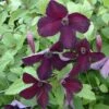 Clématite - Clematis Viticella Black Prince -Jardin Soldes Clematite Clematis viticella Black Prince IF 6814941 1