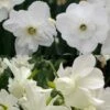 Collection Narcisses Blancs -Jardin Soldes Collection Narcisses Blancs 82852 1