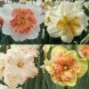 Collection Narcisses Papillons -Jardin Soldes Collection Narcisses Papillons 82853 1