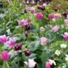Collection Tulipes Naturelles -Jardin Soldes Collection Tulipes Naturelles 80566 1