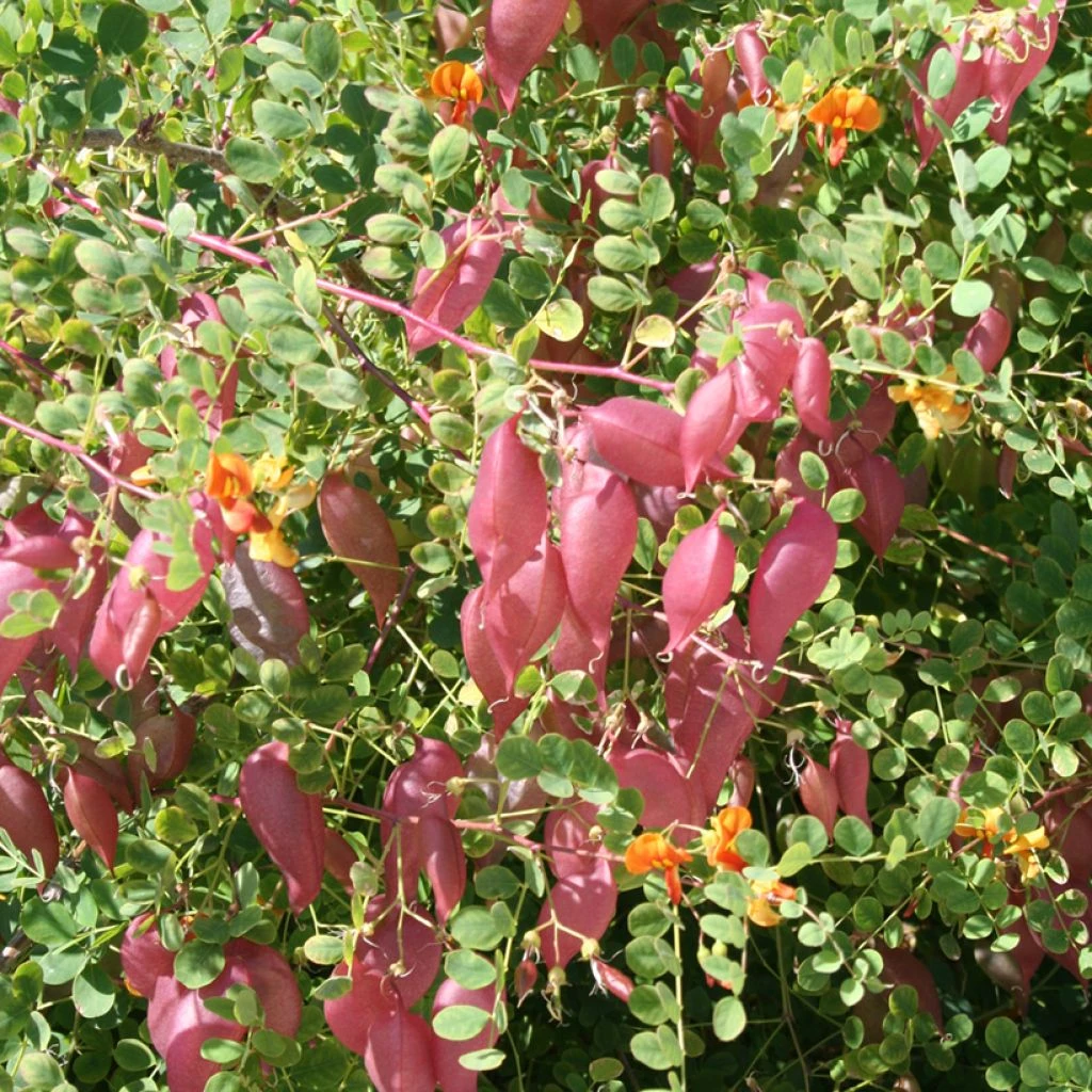 Colutea Media Copper Beauty - Baguenaudier, Arbre à Vessies 3 Colutea Media Copper Beauty - Baguenaudier, Arbre à Vessies