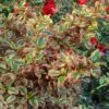 Coprosma Repens Pink Splendor -Jardin Soldes Coprosma repens Pink Splendor LD 18454 1