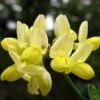 Coronille - Coronilla Valentina Subsp. Glauca Citrina -Jardin Soldes Coronilla valentina subsp glauca Citrina 82796 1