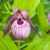 Cypripedium Lucy Pinkepank - Orchidée De Jardin Hybride, Sabot De Vénus -Jardin Soldes Cypripedium Lucy Pinkepank copyright 17362 1