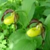 Cypripedium Calceolus - Sabot De Venus -Jardin Soldes Cypripedium calceolus ld urjsa 80044 1
