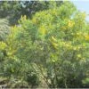 Genêt Ananas - Cytisus Battandieri -Jardin Soldes Cytisus Battandieri 781928 1