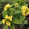 Daphne Gemmata Royal Crown 1 Daphne Gemmata Royal Crown -Jardin Soldes Daphne gemmata Royal Crown 83541 1
