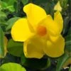 Dipladenia Diamantina Opale Citrine 2.0 - Mandevilla 1 Dipladenia Diamantina Opale Citrine 2.0 - Mandevilla -Jardin Soldes Dipladenia diamantina opale citrine 164710 2