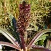 Eucomis Freckles - Eucomide Panachée 1 Eucomis Freckles - Eucomide Panachée -Jardin Soldes Eucomis Freckles V 5029 1