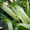 Eucomis Playa Blanca® - Eucomide 1 Eucomis Playa Blanca® - Eucomide -Jardin Soldes Eucomis Playa Blanca V 4189 1