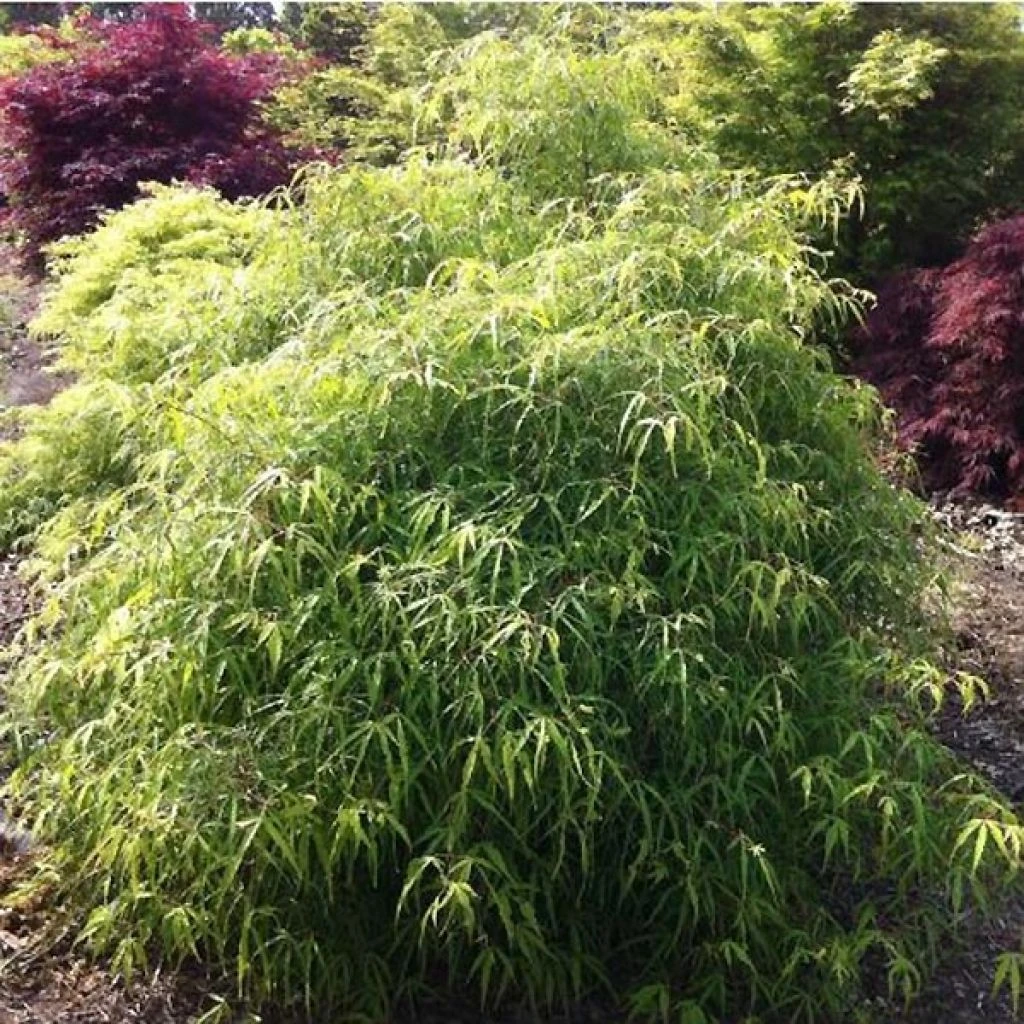 Fagus Sylvatica Mercedes - Hêtre Nain 3 Fagus Sylvatica Mercedes - Hêtre Nain