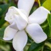 Gardenia Jasminoides Summer Snow. 2 Gardenia Jasminoides Summer Snow. -Jardin Soldes Gardenia jasminoides Summer snow copyright 833261 1