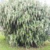 Garrya Elliptica James Roof 1 Garrya Elliptica James Roof -Jardin Soldes Garrya elliptica James Roof 84082 1