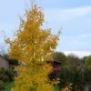 Ginkgo Biloba Fastigiata Gold Flame - Arbre Aux Quarante écus -Jardin Soldes Ginkgo Biloba fastigiata Gold Flame LD 16550 1