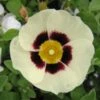 Halimiocistus Wintonensis Merrist Wood Cream -Jardin Soldes Halimiocistus wintonensis Merrist Wood Cream 781979 1