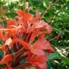 Hedychium Rubrum (deceptum) - Gingembre D'ornement 1 Hedychium Rubrum (deceptum) - Gingembre D'ornement -Jardin Soldes Hedychium rubrum deceptum Gingembre d ornement V 18042 1