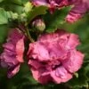 Hibiscus Syriacus Duc De Brabant - Althéa Double Rouge -Jardin Soldes Hibiscus syriacus Duc de Brabant copyright 16299 1