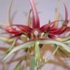 Amaryllis Chico -Jardin Soldes Hippeastrum chico ld ukhviid 56969 1