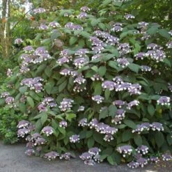 Hortensia - Hydrangea Aspera Bellevue