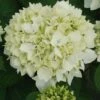 Hortensia - Hydrangea Macrophylla Sœur Thérèse 1 Hortensia - Hydrangea Macrophylla Sœur Thérèse -Jardin Soldes Hydrangea macrophylla Soeur Therese 82569 1