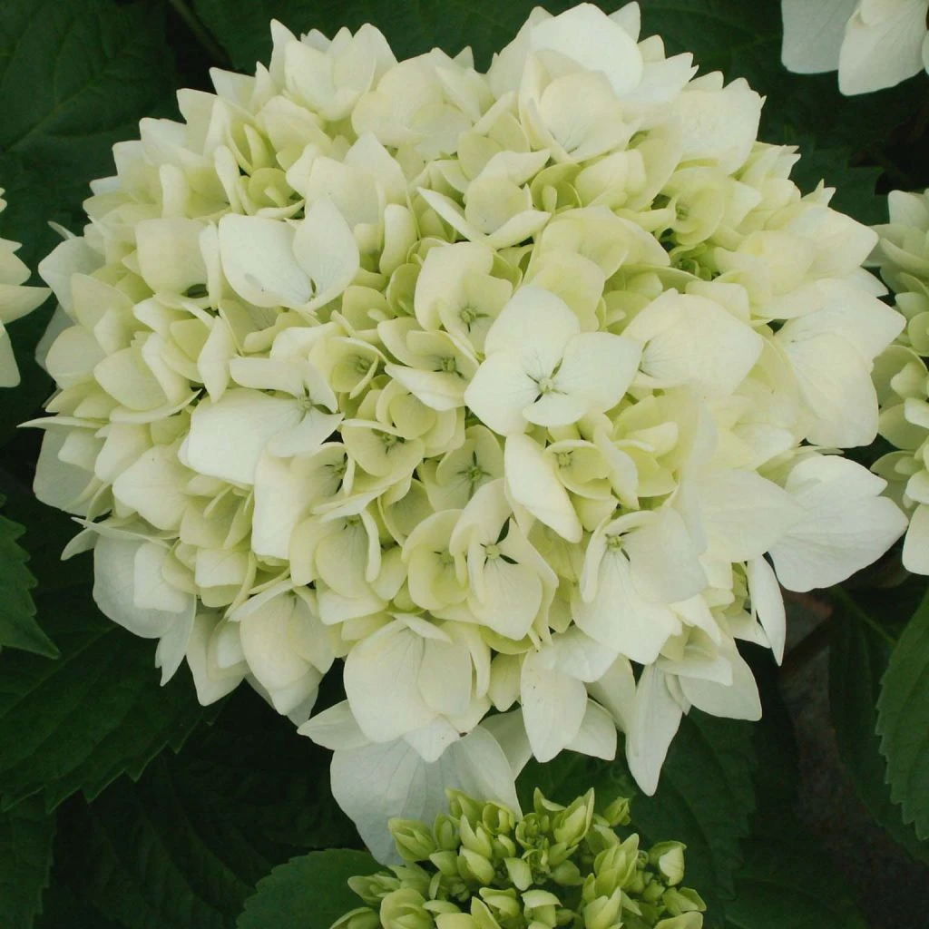 Hortensia - Hydrangea Macrophylla Sœur Thérèse 3 Hortensia - Hydrangea Macrophylla Sœur Thérèse
