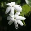 Jasmin Officinal - Jasminum Officinale Affinis 1 Jasmin Officinal - Jasminum Officinale Affinis -Jardin Soldes Jasmin blanc officinal Jasminum officinale Affinis copyright 1010792 1