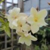 Jasminum Officinale Clotted Cream - Jasmin Parfumé 2 Jasminum Officinale Clotted Cream - Jasmin Parfumé -Jardin Soldes Jasminum officinale Clotted Cream 68151 1