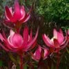 Leucadendron Fireglow -Jardin Soldes Leucadendron Fireglow 83362 1