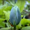 Magnolia Acuminata Blue Baby -Jardin Soldes Magnolia acuminata Blue Baby IF 17923 1